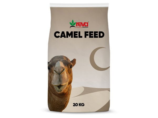 Camel Feed | Reva